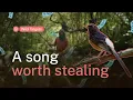 Lagu How songbird contests are emptying Indonesia’s forests