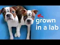 I Cloned My Dog again