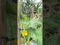 Download Lagu a close up view of a cucumber flower in mu garden. nature's small wonder are always amazing to watch