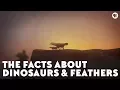 The Facts About Dinosaurs Feathers