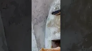 صوت طائر بسبوس الرومي السوري المهدد بل انقراض ماشاءالله 