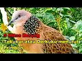 Download Lagu 5 Mitos Burung Tekukur atau Derkuku menurut Primbon