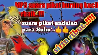 suara pikat sirtu ribut kombinasi burcil jahid channel