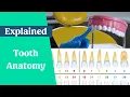 Dental Terminology - Tooth Naming Numbering Explained