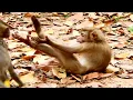 Lagu Poor Abandoned Adult Pigtail Monkey In Amber Group! How Monkeys Welcome New Member!