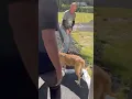 Teaching Glynn County Animal Services how to remove a fearful dog from a kennel