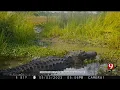 Wildlife Researchers Trap Measure Alligators Near Idabel