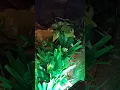 Fire bee ball python
