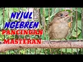 Download Lagu Flamboyan Gacor ngebren Nyuling nyiul Muzarab buat Pancingan dan masteran|| Wergan Jawa