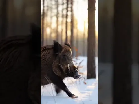 Волки охотятся на кабана