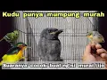 Lagu KUDU PUNYA MUMPUNG MURAH❗❗❗ SUARANYA COCOK BUAT NGISI MURAI BATU / CUCAK IJO❗❗❗❗