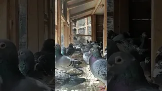 بعض حمام الهاوي السعودي حسين آل محفوظ عضو مركز القطيف لسباق الحمام الزاجل 