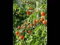 Recognition of Tomato Leaf Disease Utilizing improved Efficient V2 Convolutional Neural Networks