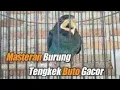Download Lagu MASTERAN BURUNG JUARA || PALING DICARI || SUARA SANGAT MENONJOL AUTO DILIRIK JURI #tengkekbuto