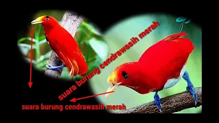 Download suara burung cendrawasih merah raja kecil MP3