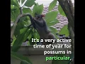 Possum or Rat noises in the roof