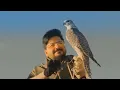 سيف العراقي - دوي دوي / Saif El Iraqi - Dawi Dawi [Official Music Video] (2024)