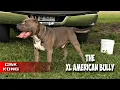 XL American Bully Pitbull Sharpening The Old Edge In 2020