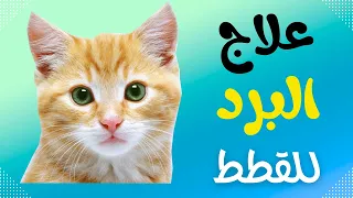 علاج القطط من البرد و الزكام سواءا القطط الصغيرة أو الكبيرة علاج البرد عند القطط علاج زكام للقطط 