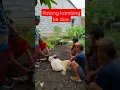Download Lagu potong kambing kedua aqiqah anak #aqiqah #potongkambing#kambing