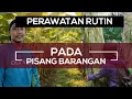PERAWATAN RUTIN PADA TANAMAN PISANG BARANGAN