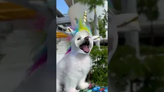 Noa Kirel Unicorn Eurovision2023 Noakirel Pomeranian 