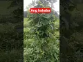 Download Lagu Daming bunga #food #trending #viral #shorts #shortvideo #viralvideo #viralshorts