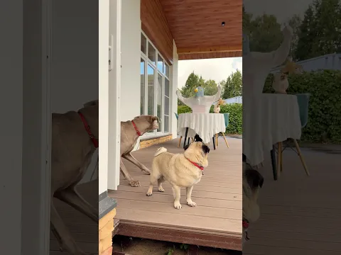 НА СОБАК НАПАЛ ГОЛУБЬ-МУТАНТ 🐦