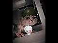 Download Lagu The goofy little cat is the cutest
