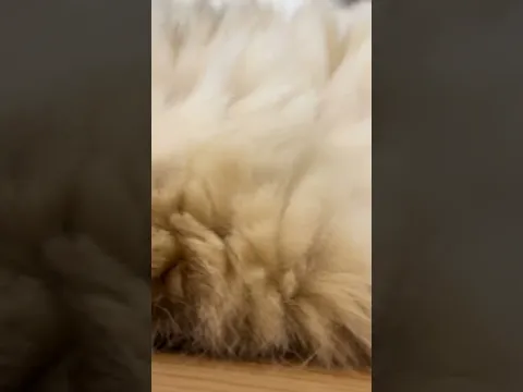 gatos