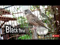 Download Lagu suara burung black throat gacor