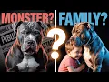 Are Pitbulls Really Dangerous The Answer Revealed