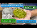 Aquarium Plants Factory - Unboxing and Review STUNNING TISSUE CULTURE PLANTS