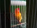 Download Lagu Lovebird ngekek jawara surabaya
