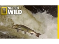 Download Lagu The Salmon's Life Mission | Destination WILD