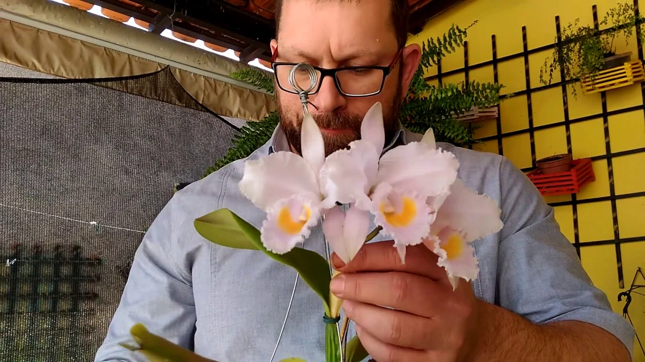 SEGREDOS PARA ESTIMULAR BROTAÇÃO E RAÍZES NAS ORQUÍDEAS