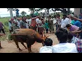 Download Lagu kammaldinne  maremma lo narabali... Yerragudi village