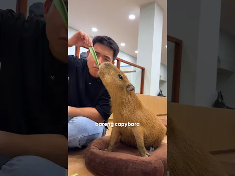 Nongki Bareng Masbro. Capy Ca Pet Cafe #freyysachio