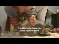Eastern Oregon Rescue Kittens