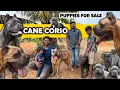 Cane Corso Italian Mastiff Dogs Indian Champion Cane Corso Puppies for Sale