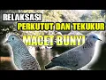 Download Lagu Terapi suara perkutut lokal dan derkuku dengan gemericik air