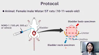 Control of rat bladder neck relaxation using NORD-1 a light-reactive nitric oxide releaser
