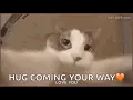 Cat Gif