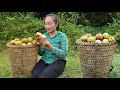 Download Lagu Harvest strange fruits in the forest to sell, fish stew with sour bamboo shoots | Ly Thi Tam
