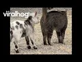 Cat and Baby Goat Have an Adorable Friendship ViralHog