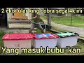 Lagu 2 EKOR RAJA KING COBRA YANG GEMPAR KAN DESA KELUAR JUGA