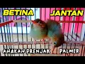 Download Lagu Cara Membedakan Prenjak Kepala Merah Jantan Dan Betina Anakan Dengan Mudah