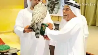 يامبرقع الطير   دندنها