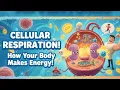 What is Cellular Respiration How Your Body Makes Energy Explained