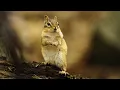 Download Lagu Squirrels Rule the World?!
